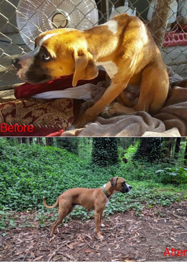 15-incredible-transformations-of-rescue-dogs-before-andamp-after-adoption_6