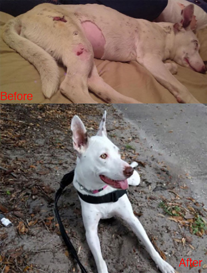 15-incredible-transformations-of-rescue-dogs-before-andamp-after-adoption_7