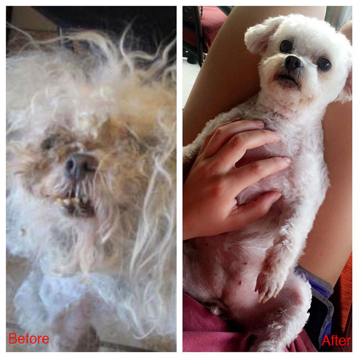 15-incredible-transformations-of-rescue-dogs-before-andamp-after-adoption_8