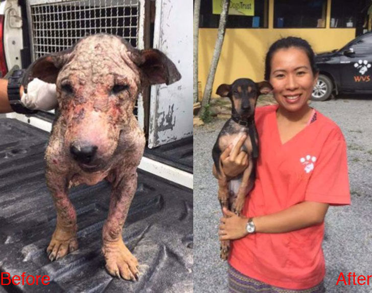 15-incredible-transformations-of-rescue-dogs-before-andamp-after-adoption_9