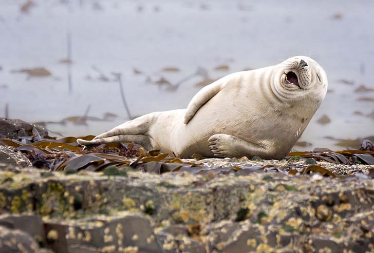 16-funniest-wildlife-comedies-i-have-ever-seen_1