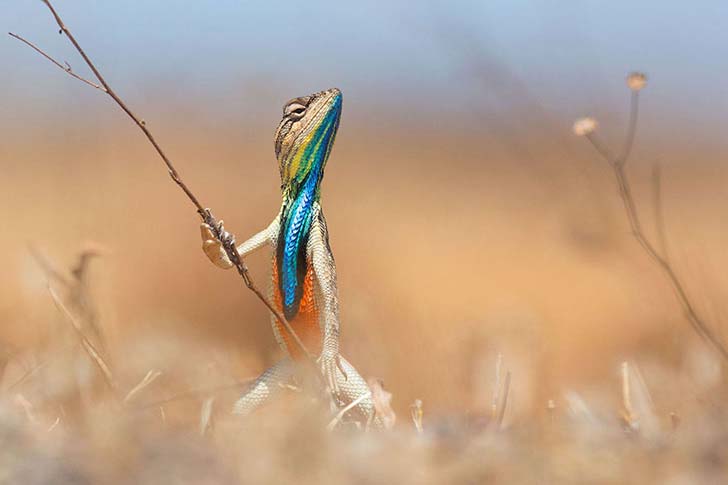 16-funniest-wildlife-comedies-i-have-ever-seen_10