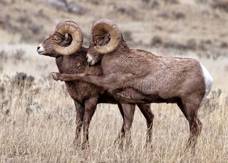 16-funniest-wildlife-comedies-i-have-ever-seen_11