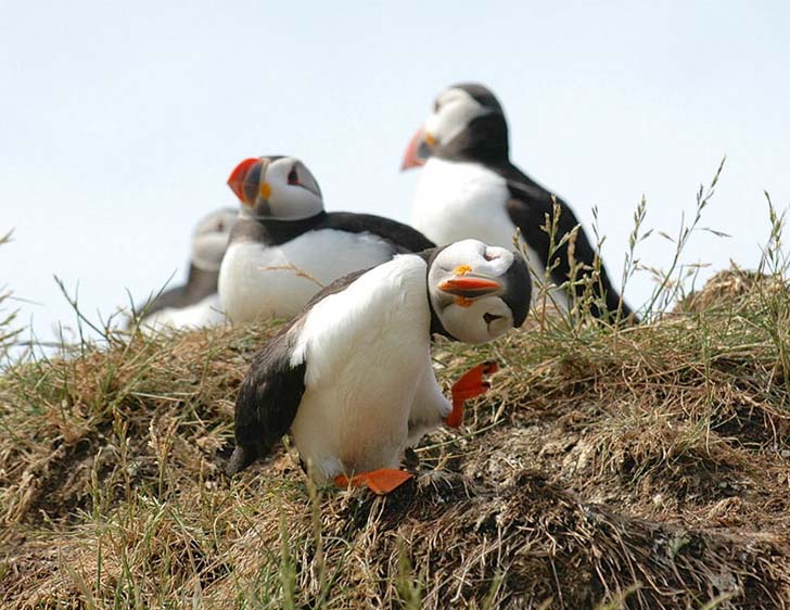 16-funniest-wildlife-comedies-i-have-ever-seen_12