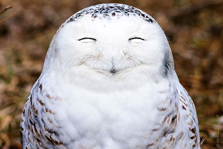 16-funniest-wildlife-comedies-i-have-ever-seen_13
