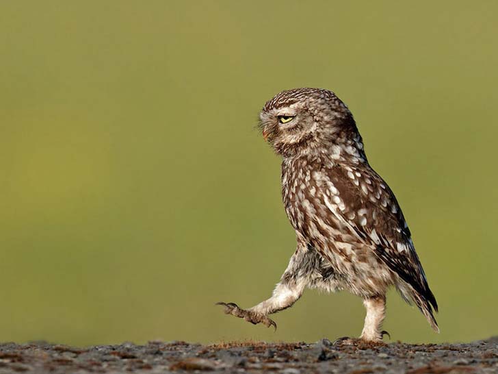 16-funniest-wildlife-comedies-i-have-ever-seen_14