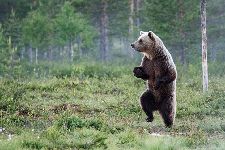 16-funniest-wildlife-comedies-i-have-ever-seen_15