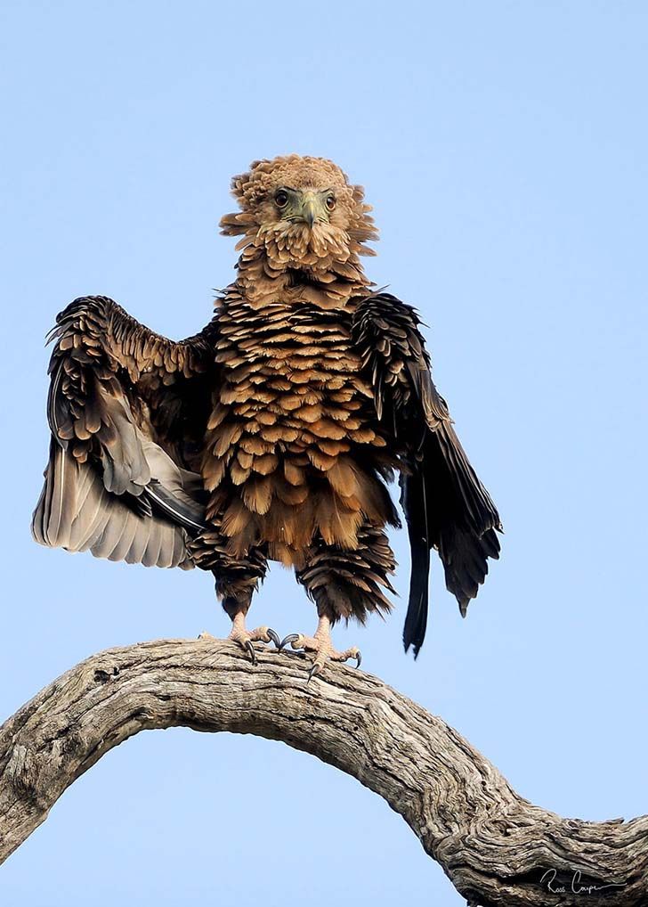 16-funniest-wildlife-comedies-i-have-ever-seen_16