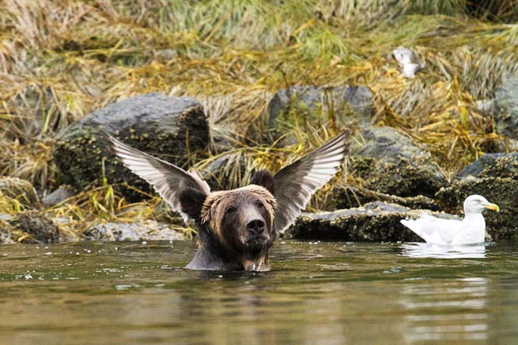 16-funniest-wildlife-comedies-i-have-ever-seen_2