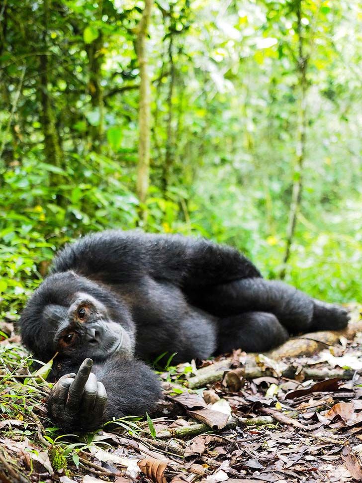 16-funniest-wildlife-comedies-i-have-ever-seen_3