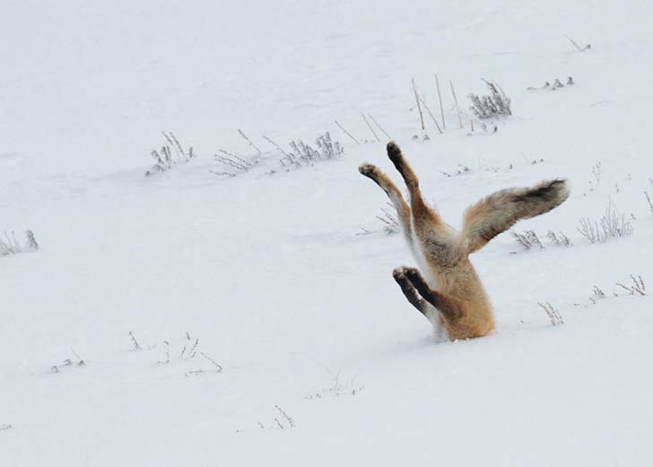 16-funniest-wildlife-comedies-i-have-ever-seen_4