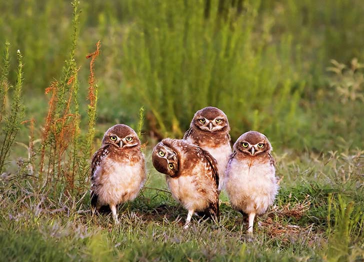 16-funniest-wildlife-comedies-i-have-ever-seen_5
