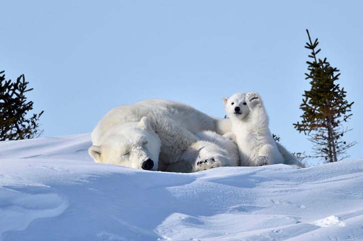 16-funniest-wildlife-comedies-i-have-ever-seen_6
