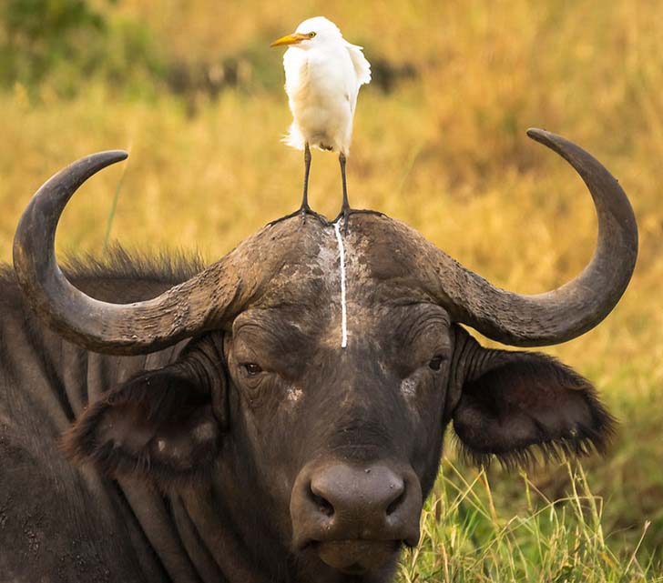 16-funniest-wildlife-comedies-i-have-ever-seen_7