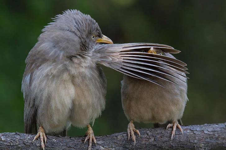 16-funniest-wildlife-comedies-i-have-ever-seen_8