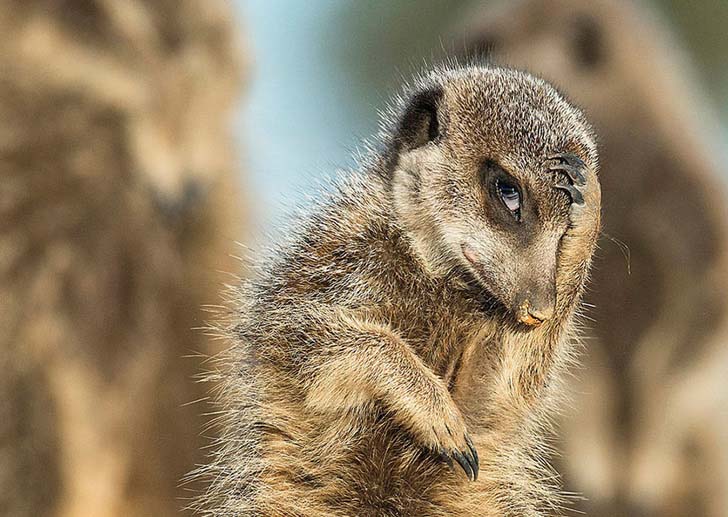 16-funniest-wildlife-comedies-i-have-ever-seen_9