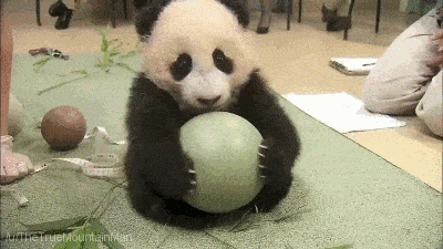 20-adorable-moments-of-baby-animals-that-will-brighten-your-day_1