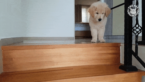 20-adorable-moments-of-baby-animals-that-will-brighten-your-day_10