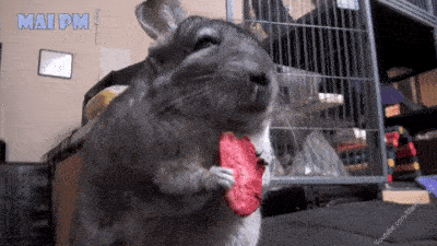 20-adorable-moments-of-baby-animals-that-will-brighten-your-day_12