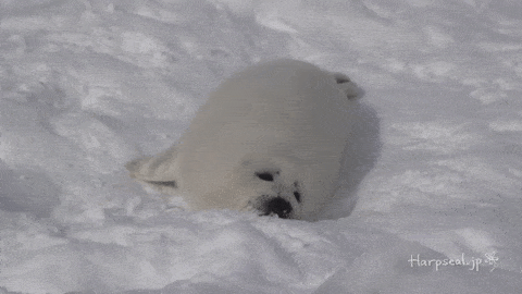 20-adorable-moments-of-baby-animals-that-will-brighten-your-day_13