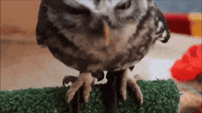 20-adorable-moments-of-baby-animals-that-will-brighten-your-day_14