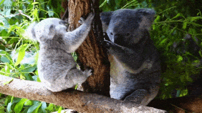 20-adorable-moments-of-baby-animals-that-will-brighten-your-day_15