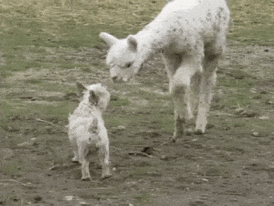 20-adorable-moments-of-baby-animals-that-will-brighten-your-day_16