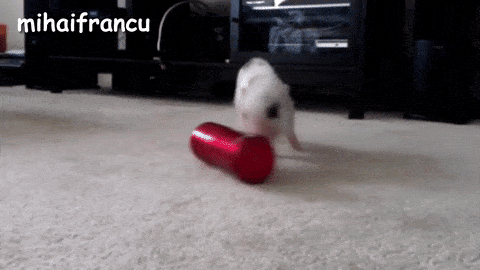 20-adorable-moments-of-baby-animals-that-will-brighten-your-day_17