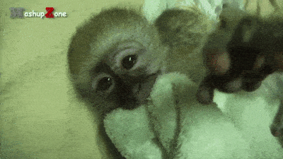 20-adorable-moments-of-baby-animals-that-will-brighten-your-day_18