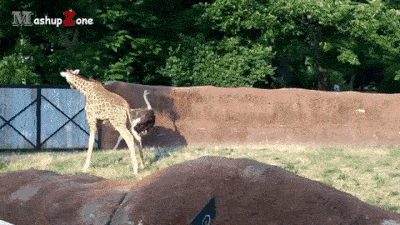 20-adorable-moments-of-baby-animals-that-will-brighten-your-day_3