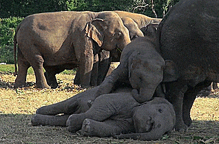 20-adorable-moments-of-baby-animals-that-will-brighten-your-day_6