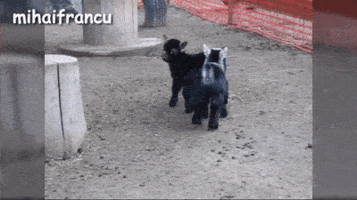 20-adorable-moments-of-baby-animals-that-will-brighten-your-day_7