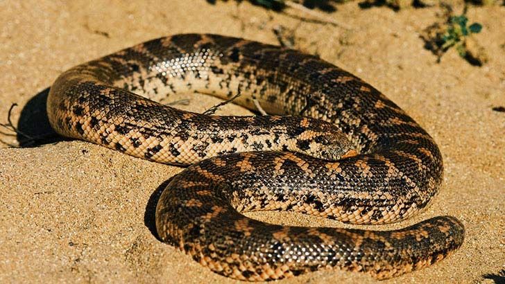 20-remarkable-species-of-animals-we-have-lost-forever_10
