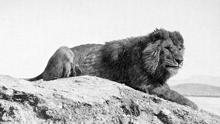 20-remarkable-species-of-animals-we-have-lost-forever_12