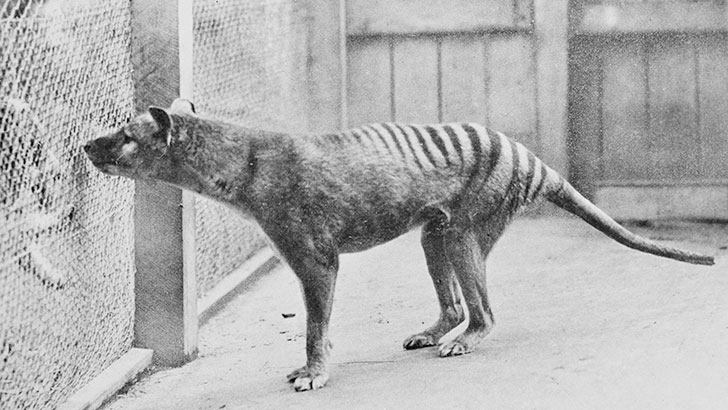 20-remarkable-species-of-animals-we-have-lost-forever_14