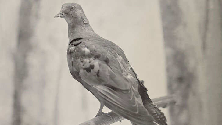 20-remarkable-species-of-animals-we-have-lost-forever_15