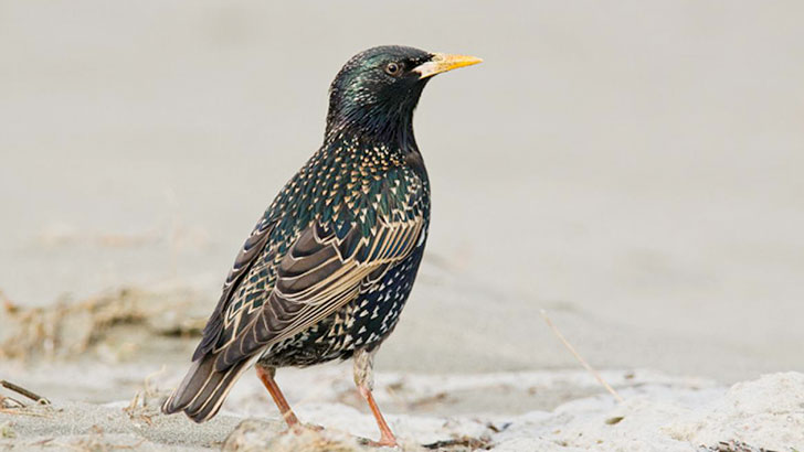 20-remarkable-species-of-animals-we-have-lost-forever_16