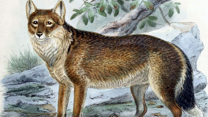 20-remarkable-species-of-animals-we-have-lost-forever_17
