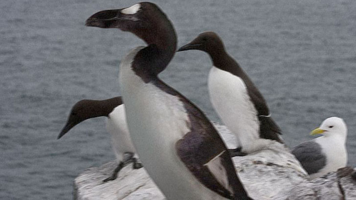 20-remarkable-species-of-animals-we-have-lost-forever_19