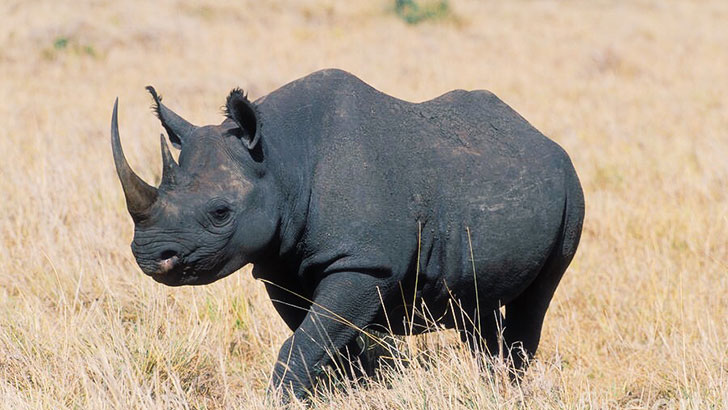 20-remarkable-species-of-animals-we-have-lost-forever_2