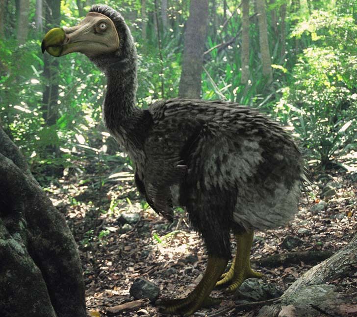 20-remarkable-species-of-animals-we-have-lost-forever_20