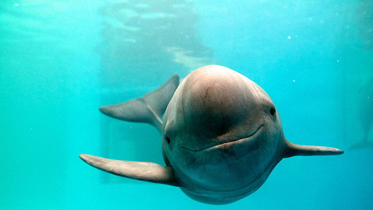 20-remarkable-species-of-animals-we-have-lost-forever_3