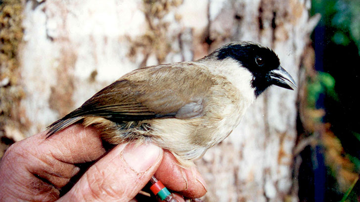 20-remarkable-species-of-animals-we-have-lost-forever_4