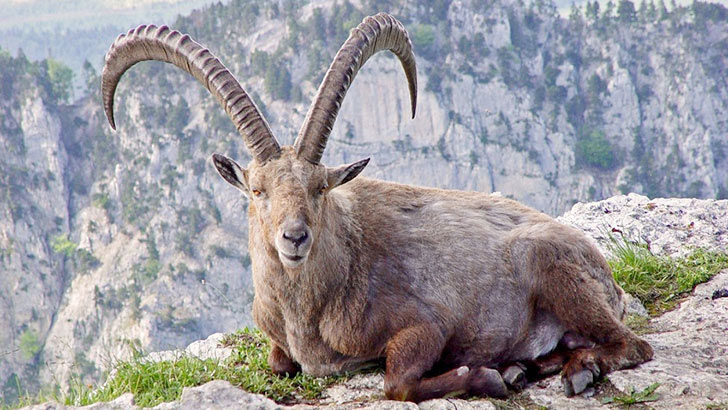 20-remarkable-species-of-animals-we-have-lost-forever_5
