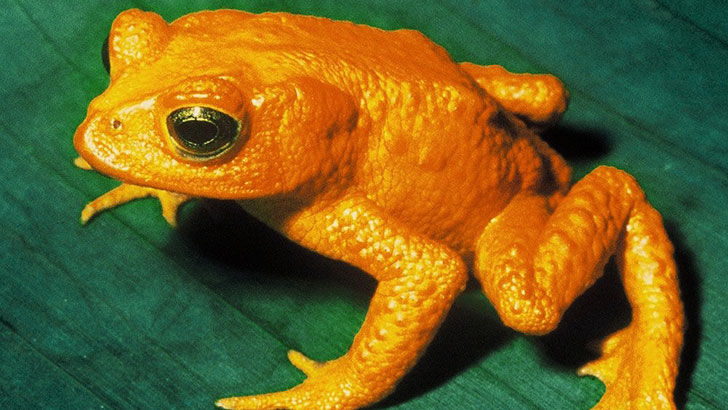 20-remarkable-species-of-animals-we-have-lost-forever_7