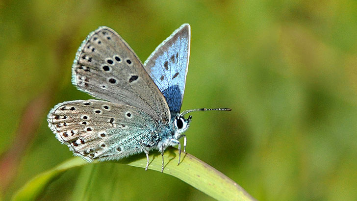 20-remarkable-species-of-animals-we-have-lost-forever_9