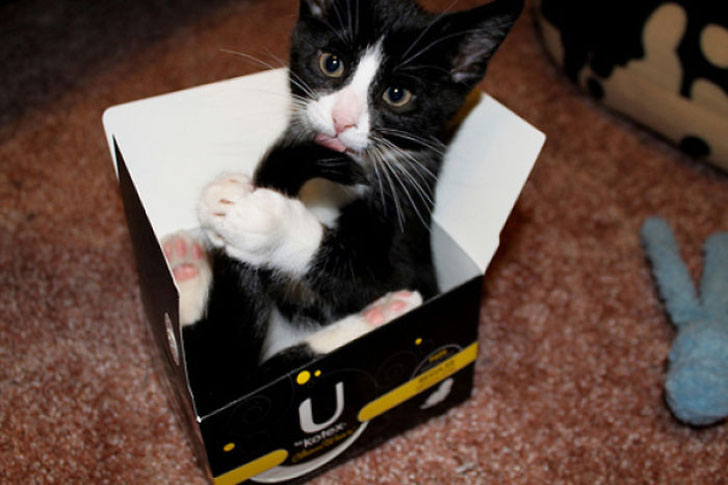 21-funny-pics-that-prove-cats-dont-need-beds_11