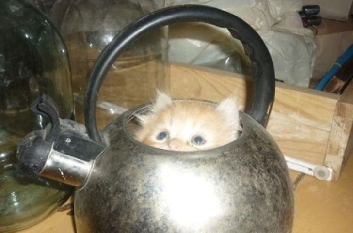 21-funny-pics-that-prove-cats-dont-need-beds_12
