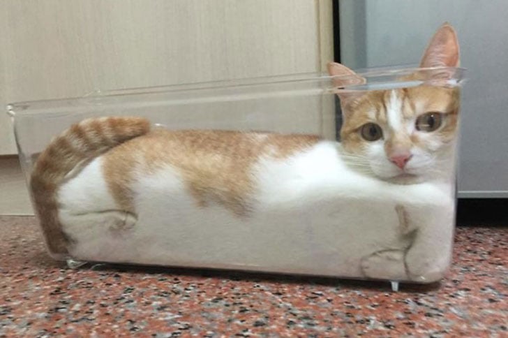 21-funny-pics-that-prove-cats-dont-need-beds_13