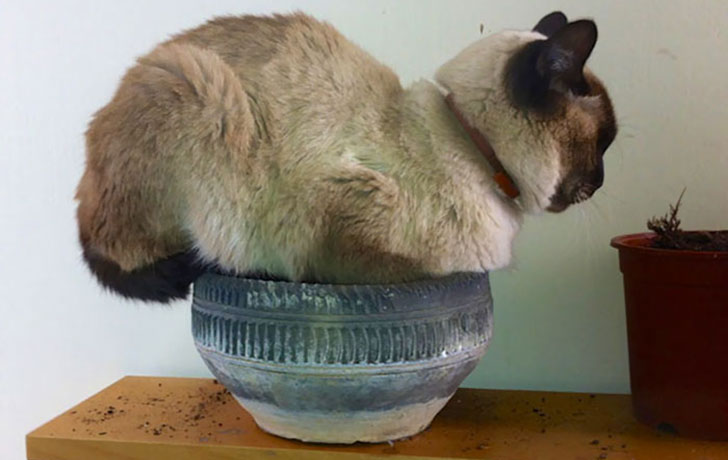 21-funny-pics-that-prove-cats-dont-need-beds_15
